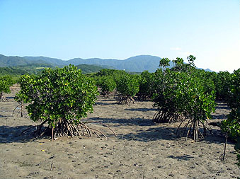 石垣島エコツアー・名蔵アンパル