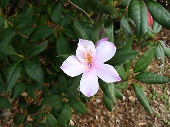石垣島エコツアー・バンナ公園