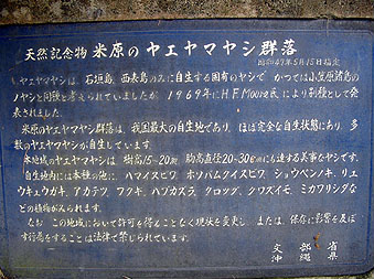 石垣島エコツアー・ヤエヤマヤシ群落