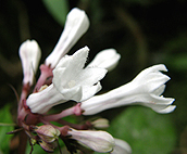 石垣島エコツアー・サツマイナモリ