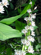 石垣島エコツアー・オキナワテイショウソウ