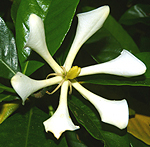 石垣島エコツアー・クチナシ