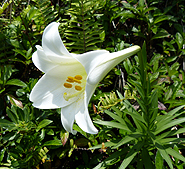 石垣島エコツアー・テッポウユリ