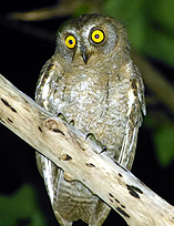 石垣島ナイトツアー・リュウキュウコノハズク